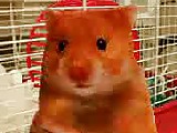 Funny Hamster