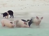Swimming Pigs with girls in beach, Exuma, Bahamas