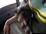 Cute pet watches owner get fucked in a bus