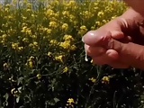  SandrotheBest public outdoor cumshot yellow fields