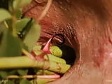 Queensnake.com - Compilation, Moss Bed
