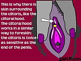 How the Clitoris Works