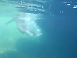 Nudists in the Crimea in 2011. Underwater girl.1