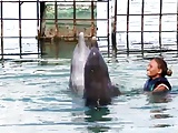 Dolphins