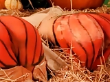 Pumpkin Asses