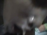 Asian girlfriend sucking